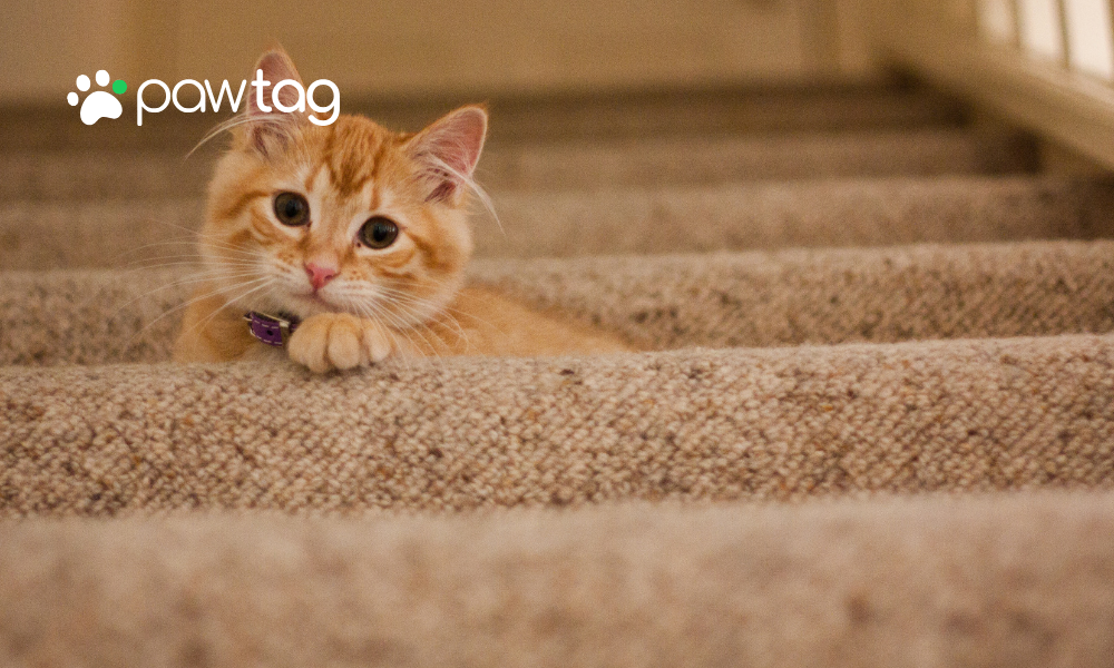 Why Every Cat Should Have a Cat QR Code Tag in 2025