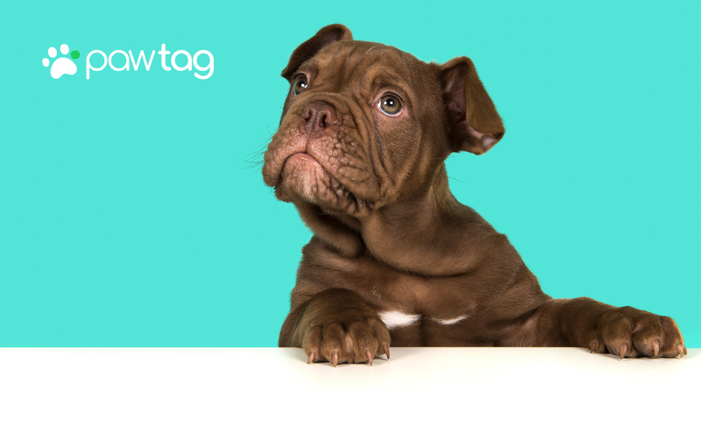 The Risk of Outdated Pet Microchips: How PawTag Offers a Modern Solution