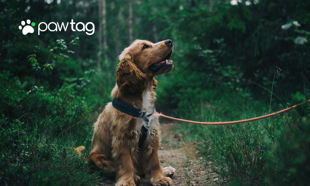 The Importance of Pets and the Eternal Question of Their Afterlife