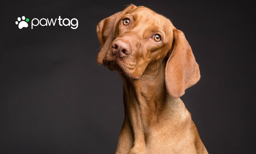 The Legal Necessity of Pet Tags