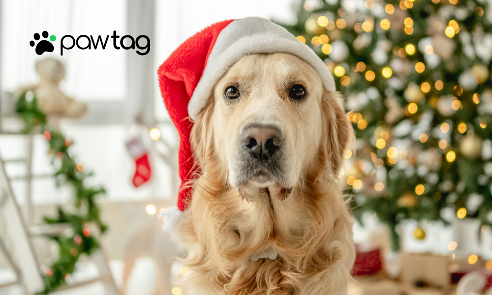 Keep Your Pets Safe and Happy This Christmas: A Guide for Pet Owners