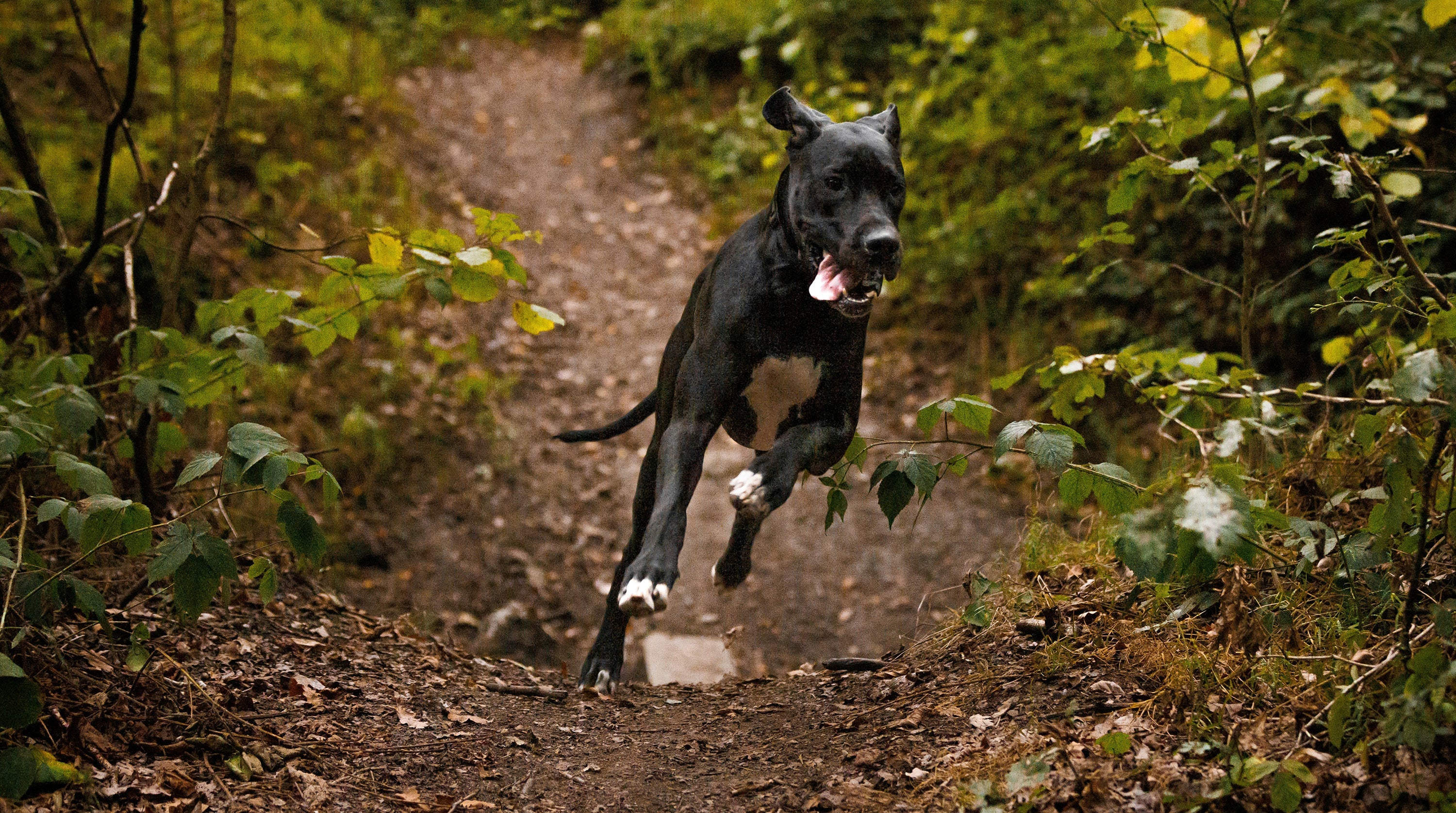 How to Protect an Off Lead Dog Who Gets Spooked Easily