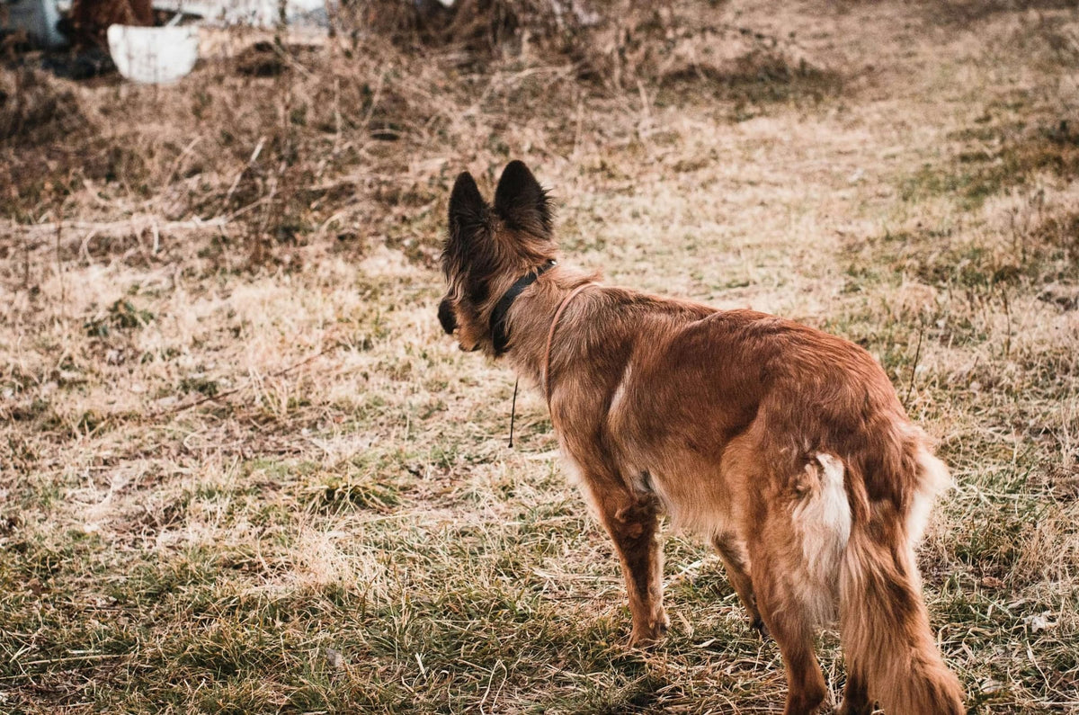 Dog Recall Training: How to Teach Reliable Recall and Use E-Collars Safely - Supernormal