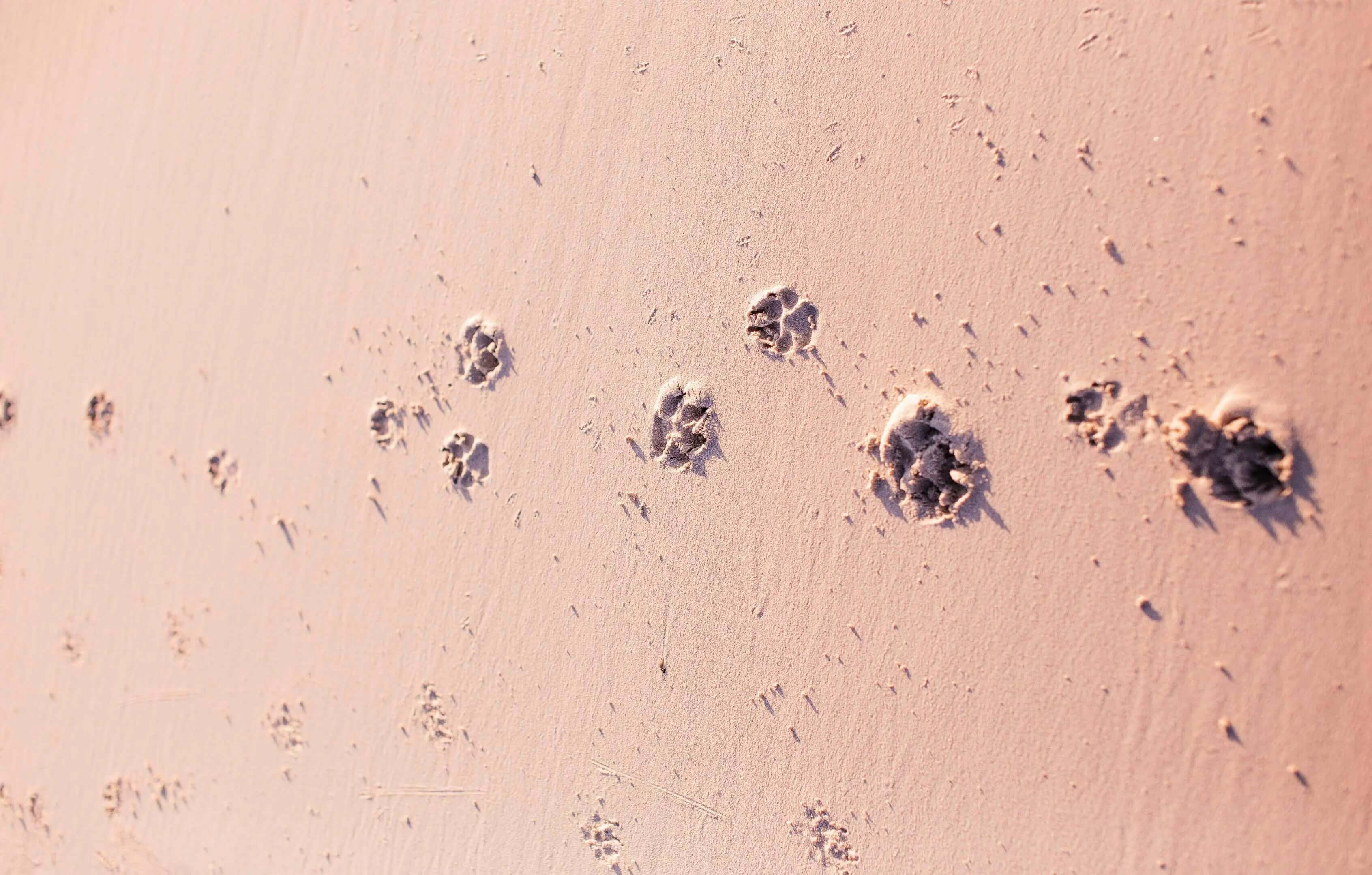 GPS vs QR Pet Tags: What’s the Best Way to Track Your Pet? - Supernormal