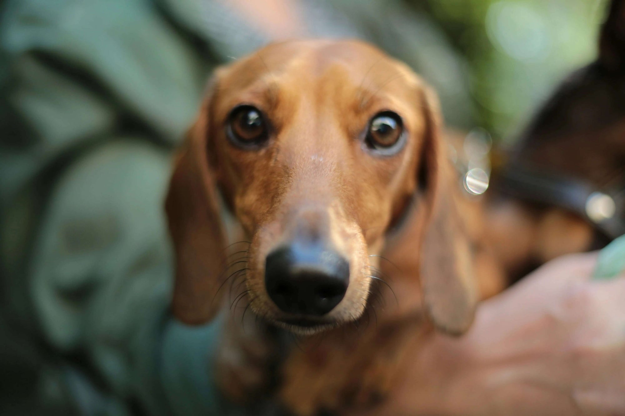 How Pet Finders Actually Try to Contact Owners - Supernormal