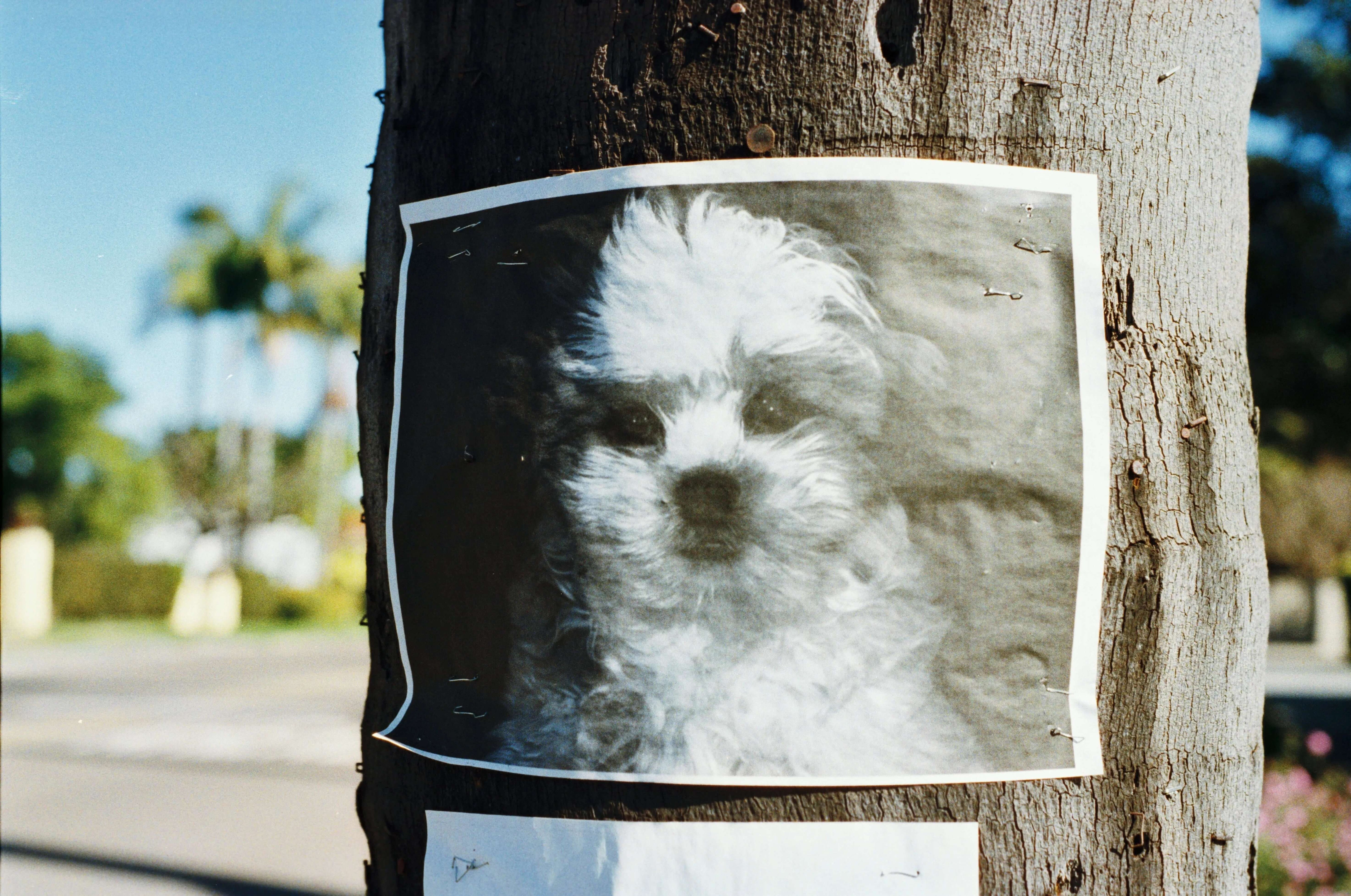 How to Create a Lost Pet Plan Before You Need One - Supernormal