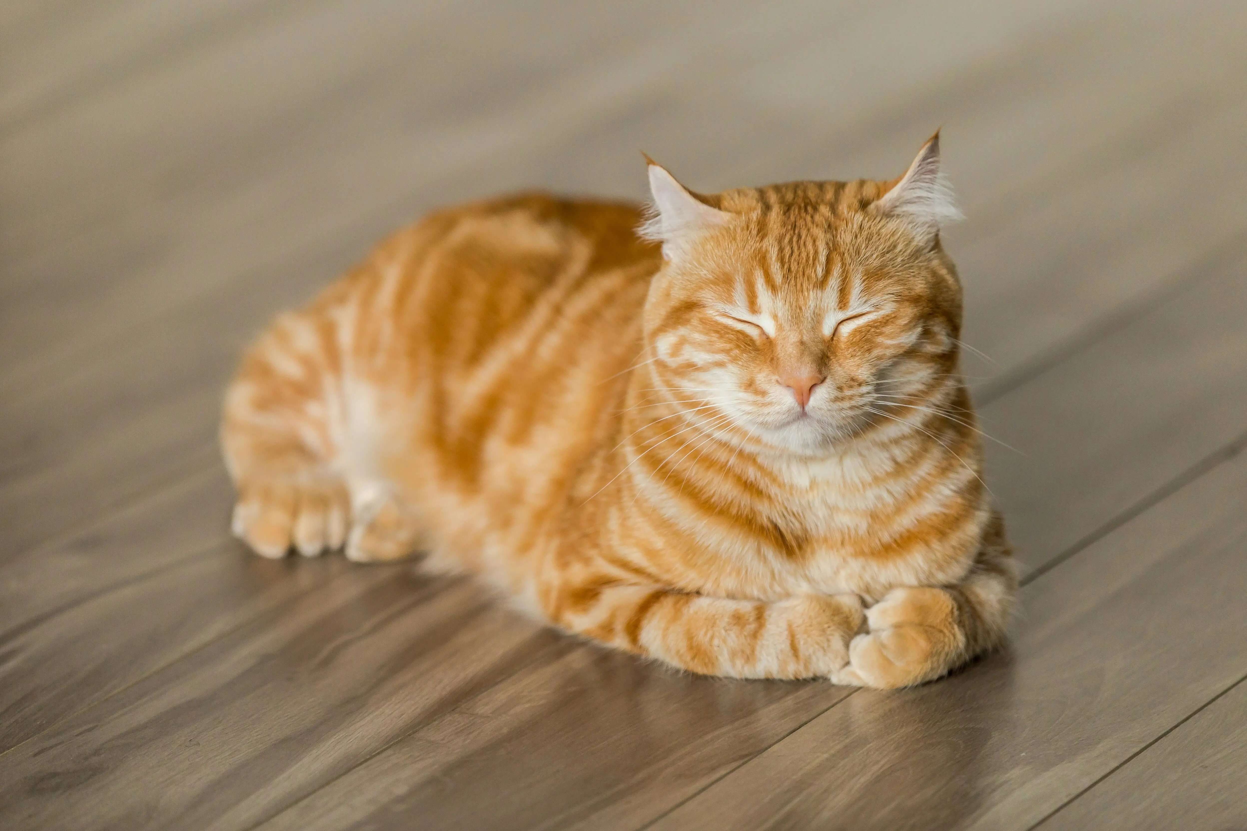 Indoor Cats Can Get Lost Too: How It Happens and How to Prevent It - Supernormal