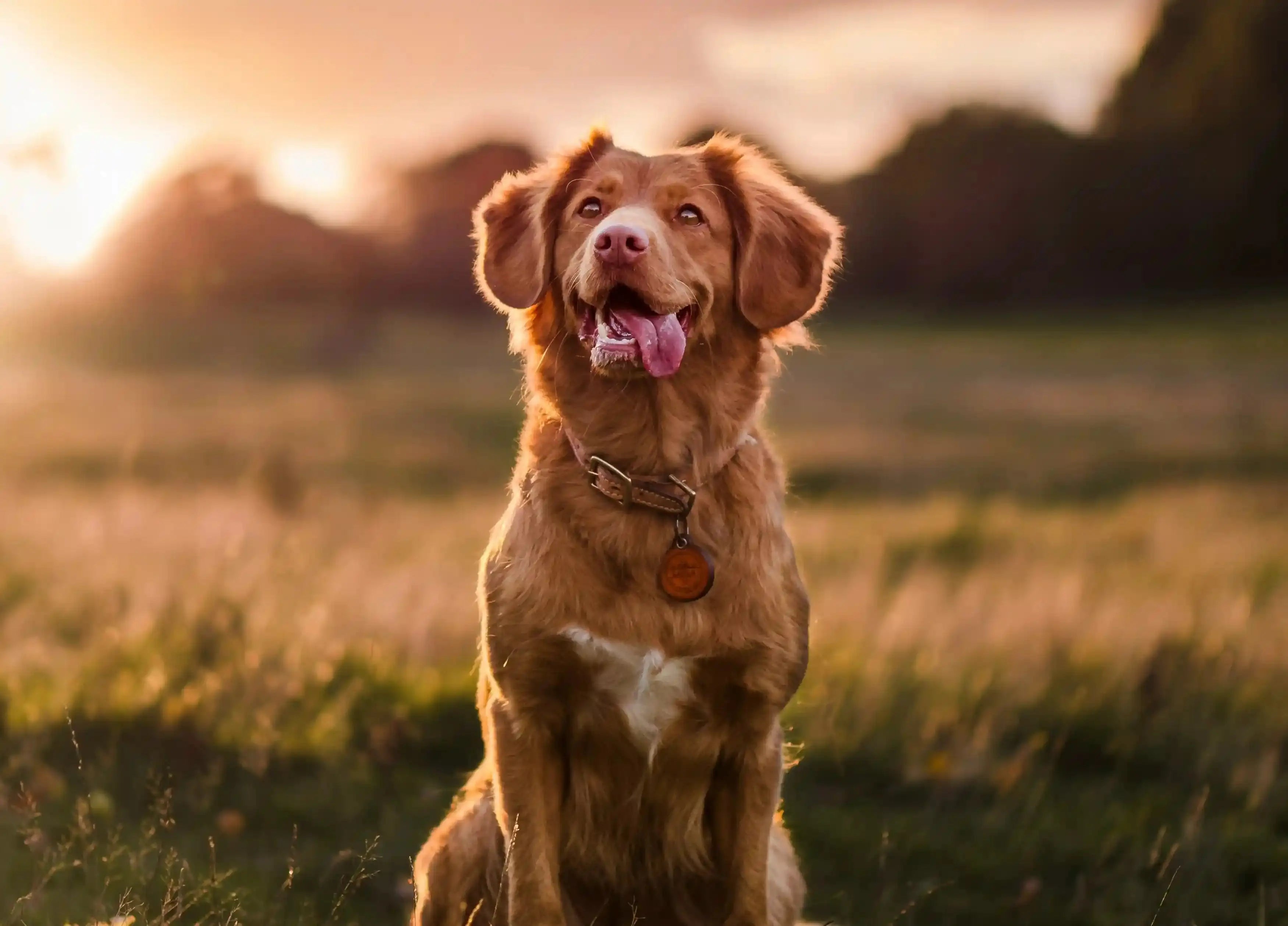 The-Lost-Dog-Journey-How-Traditional-ID-Fails-Why-Vets-Get-Involved-and-the-Hidden-Costs-of-Reunion Supernormal