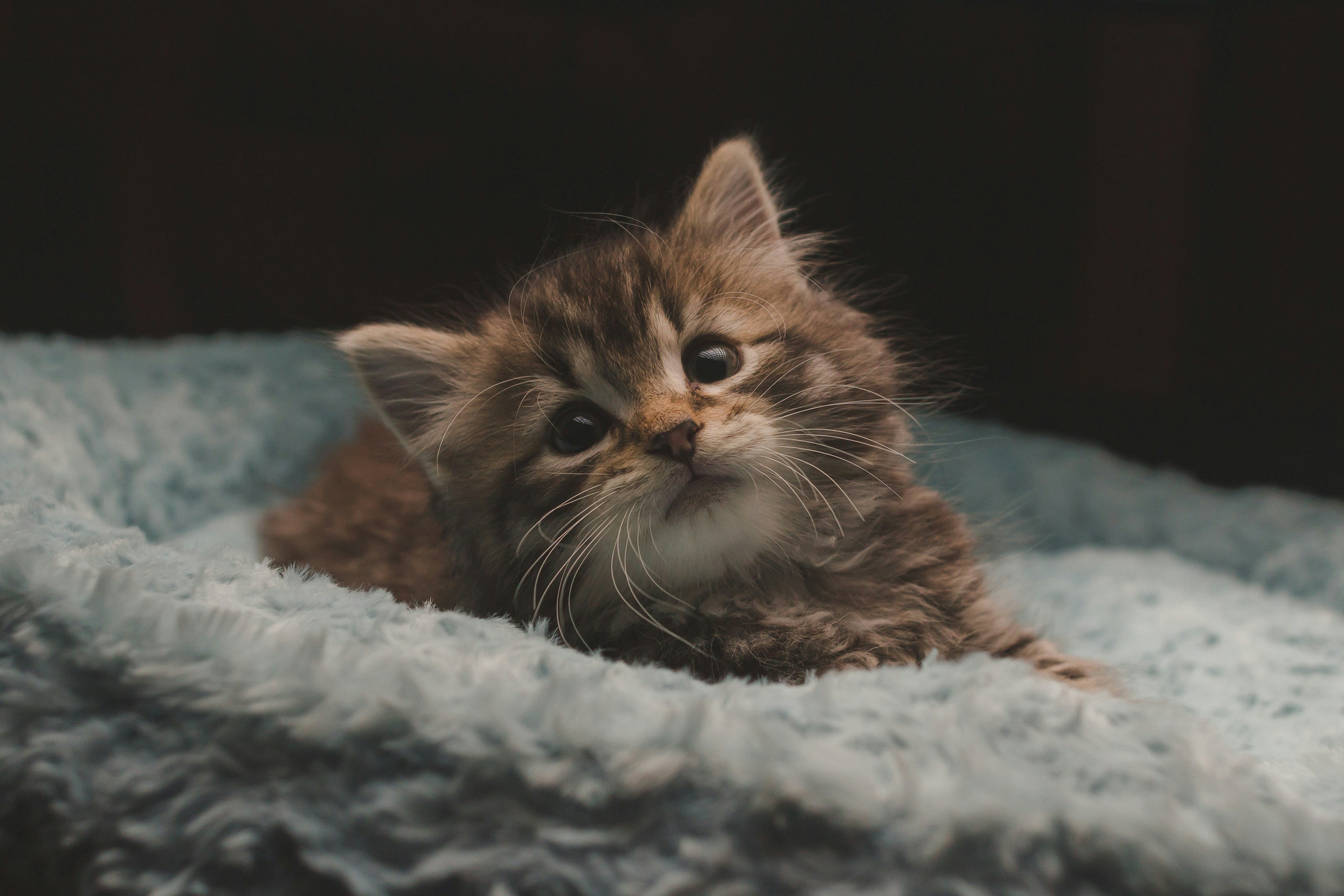 New Kitten Checklist: Everything You Need Before Bringing Your Kitten Home