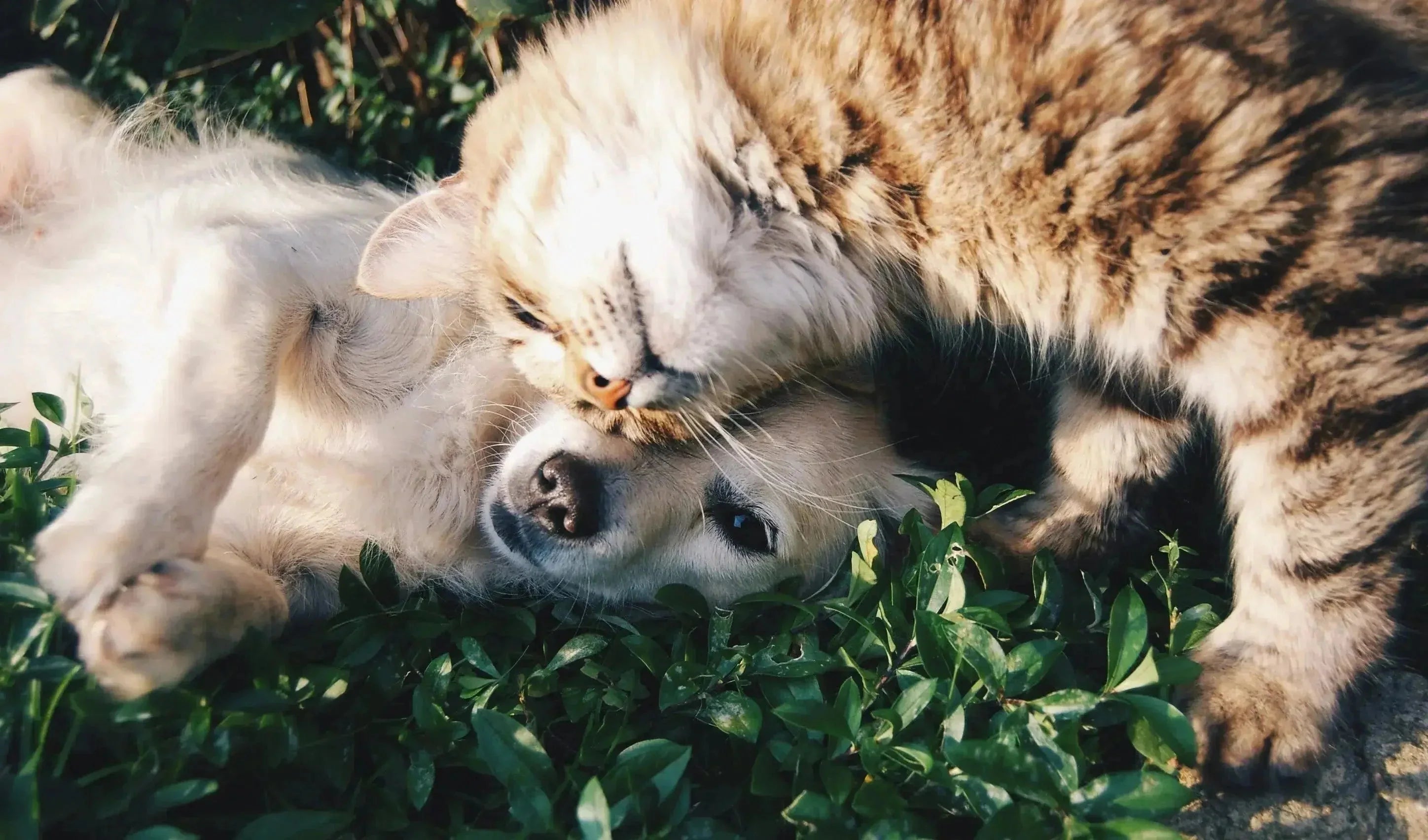 Moving with Pets? Here's and How to Update Your Pet Tag Information and Instantly (and Why You Should Ditch Engraved Tags) - Supernormal