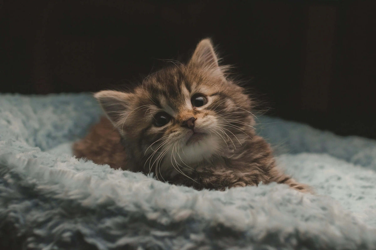 New Kitten Checklist: Everything You Need Before Bringing Your Kitten Home - Supernormal
