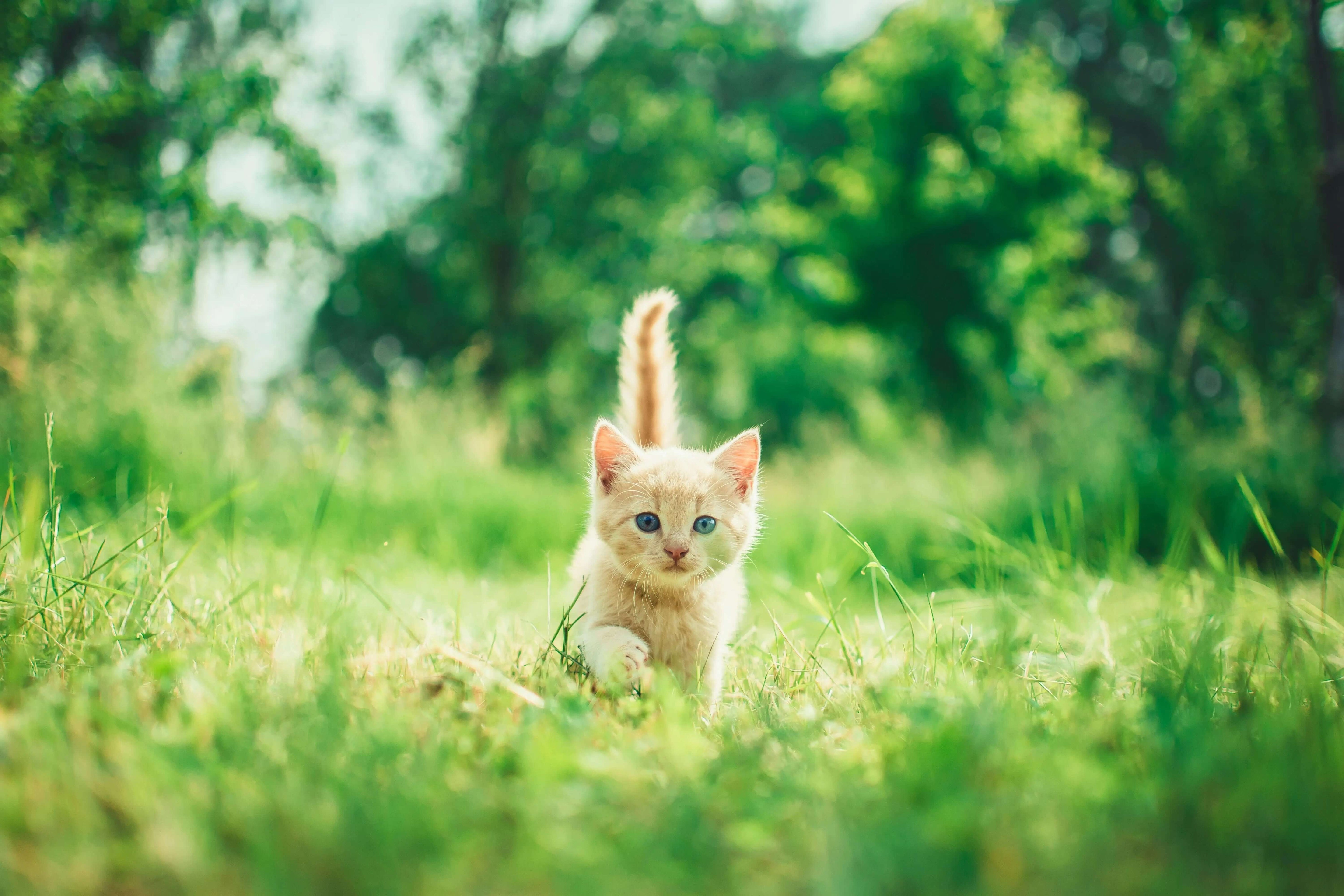 New Kitten Checklist For First Time Cat Owners - Supernormal