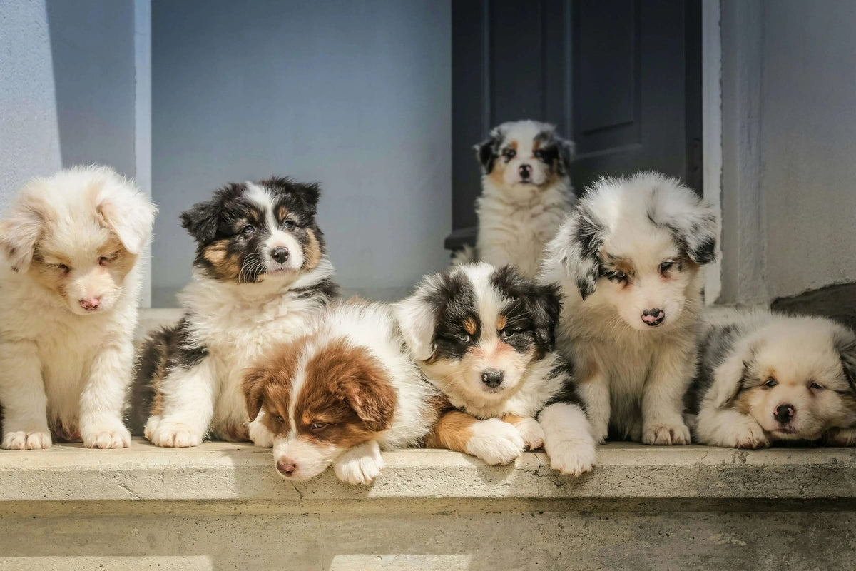 New Puppy Checklist For First Time Dog Owners - Supernormal