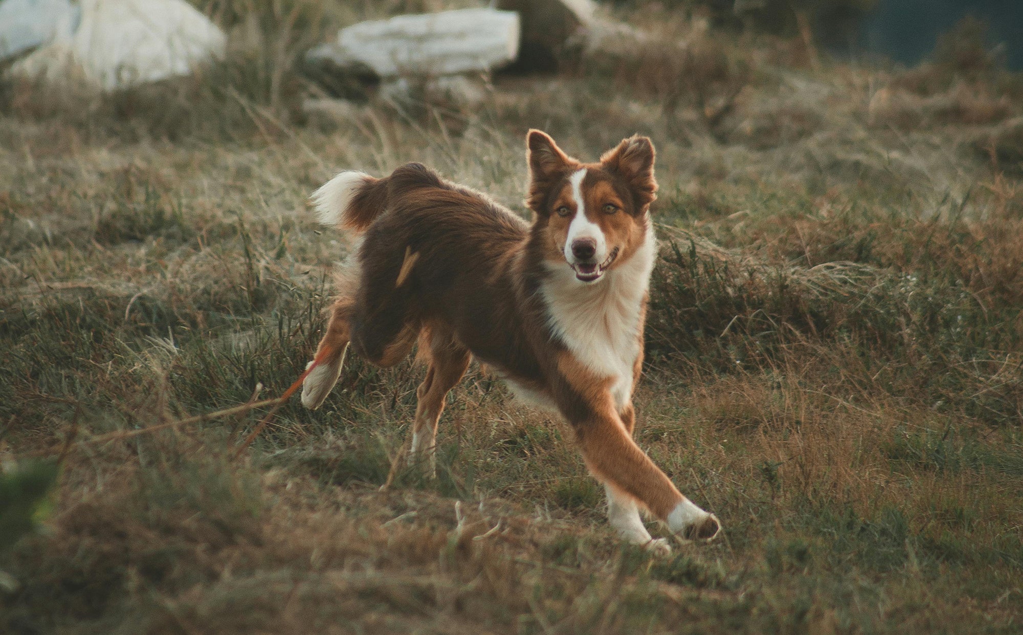 Pet Trackers Explained: GPS Pet Trackers vs Smart QR Code Pet Tags