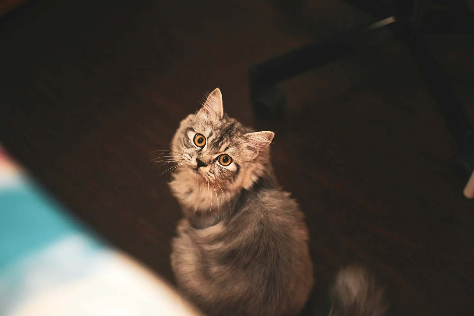 Step by Step Lost Pet Checklist - Supernormal