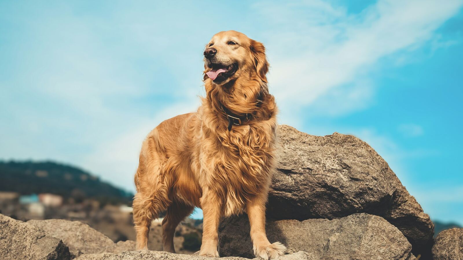 What to Put on a Dog ID Tag (A Real World Guide for 2026)