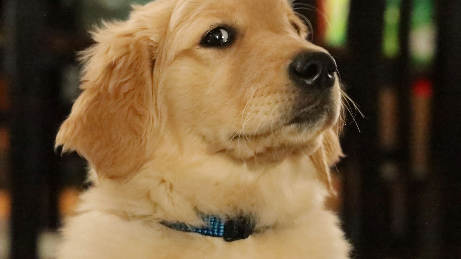 A Supernormal QR code dog tag on a collar, ready to be scanned by a phone