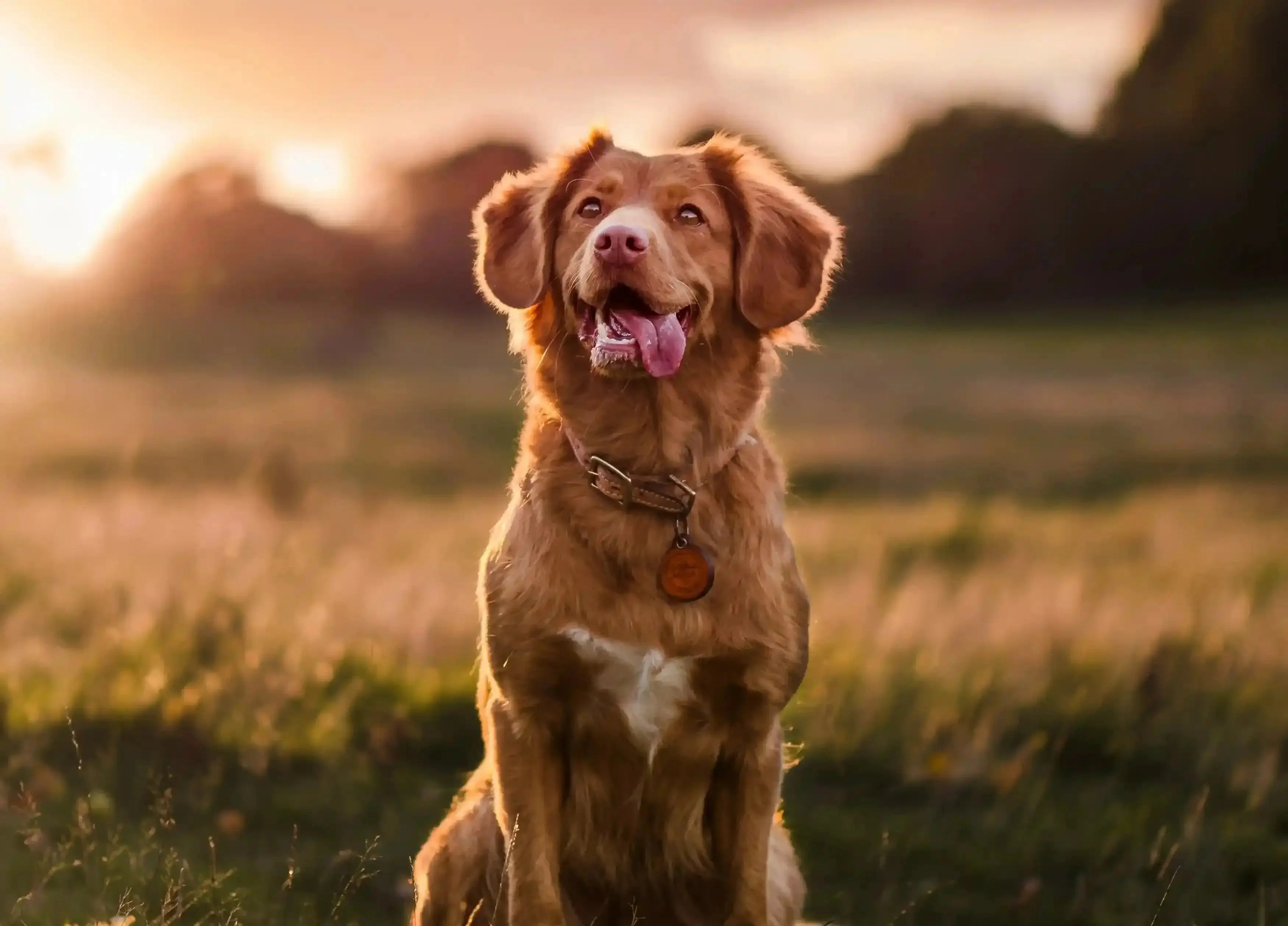 The Lost Dog Journey: How Traditional ID Fails, Why Vets Get Involved, and the Hidden Costs of Reunion - Supernormal