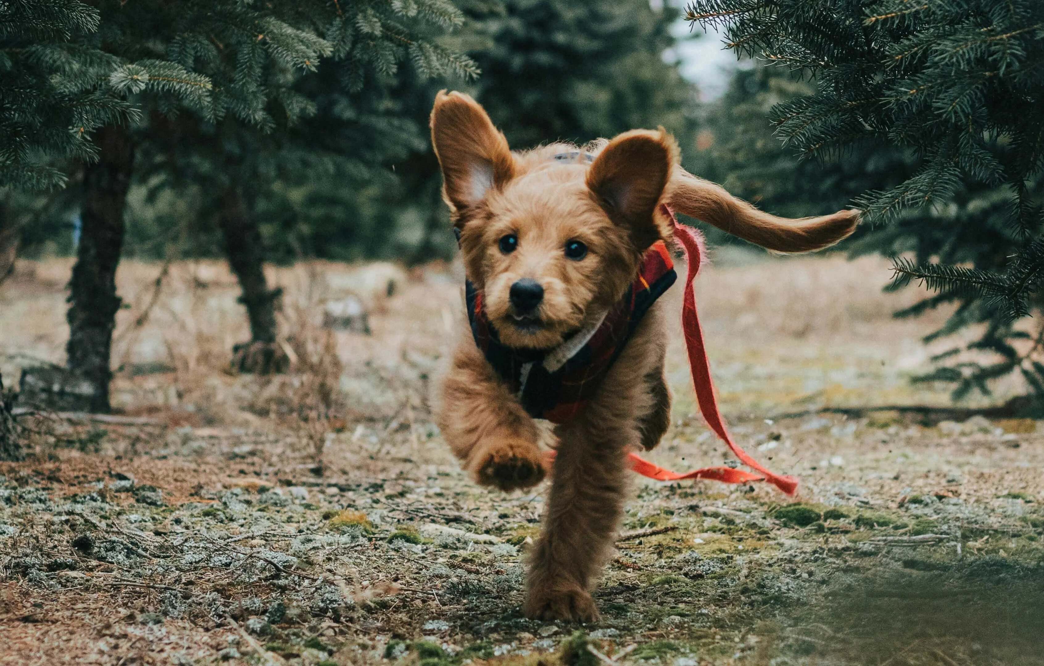 What to Do If Your Dog Runs Away - Supernormal