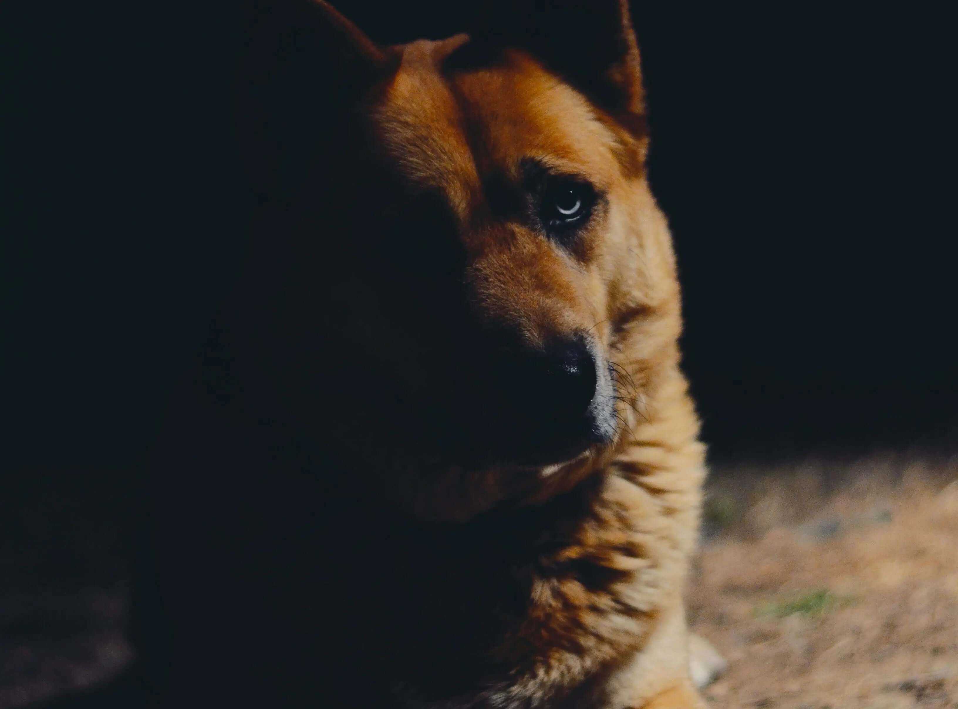 What to Do If Your Pet Gets Lost at Night - Supernormal