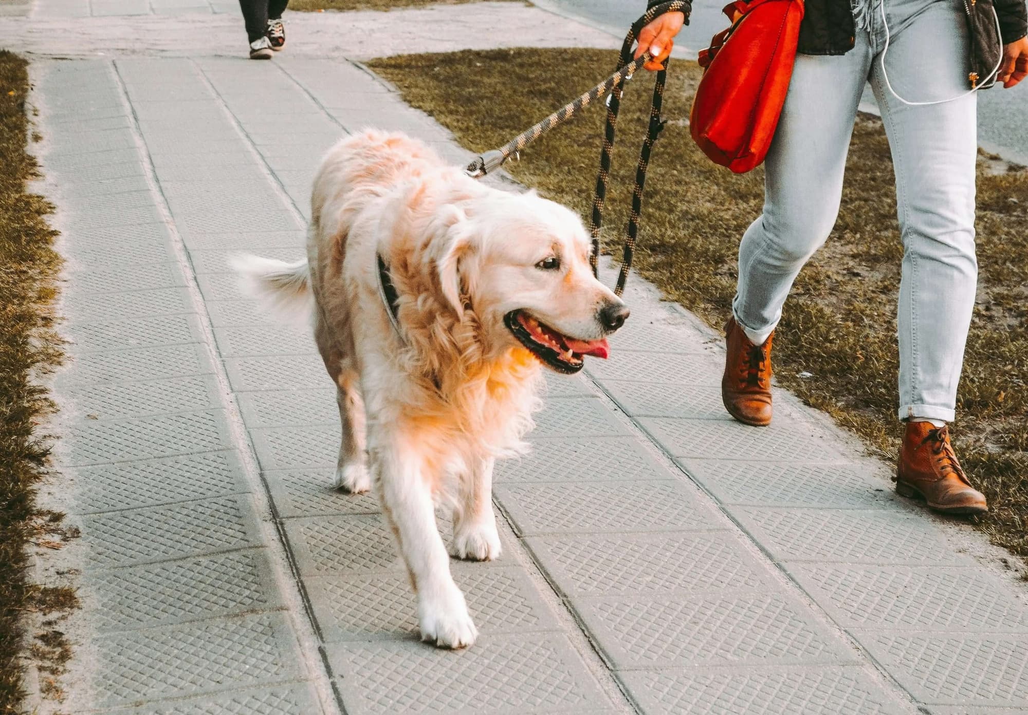What to Do If Your Pet Gets Spooked on a Walk - Supernormal