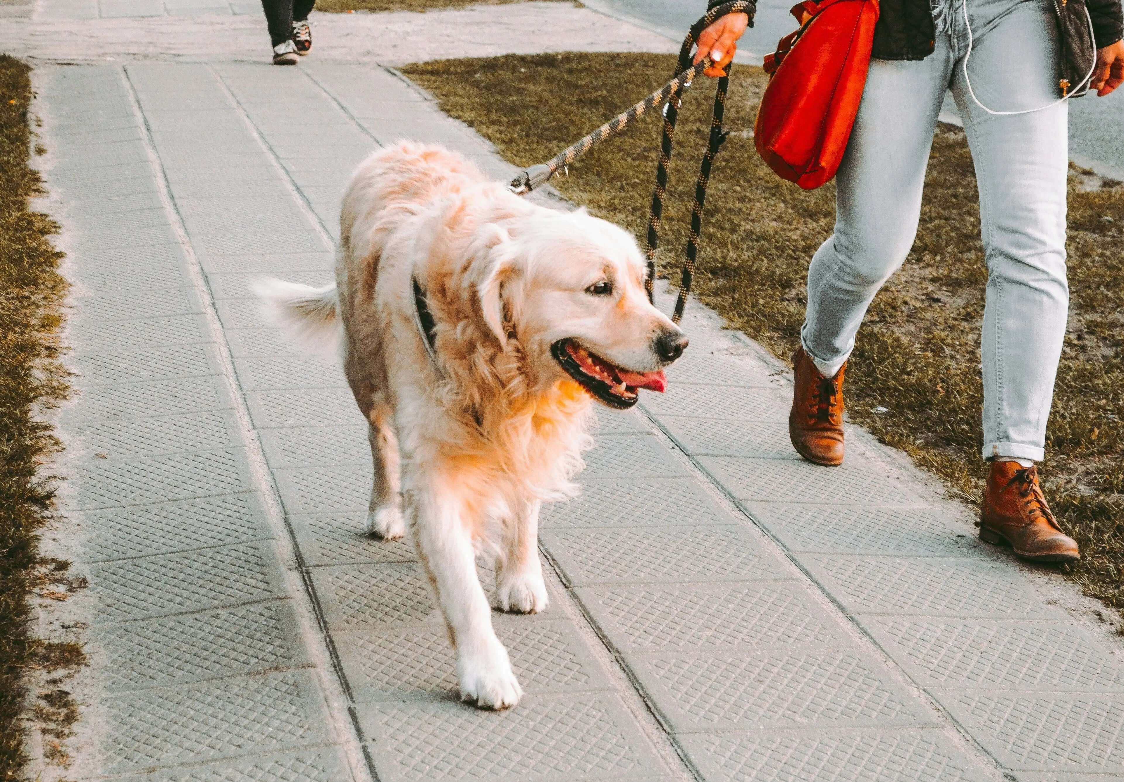 What to Do If Your Pet Gets Spooked on a Walk - Supernormal