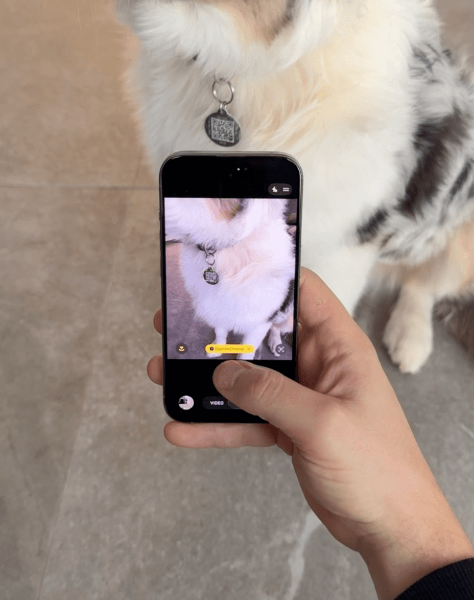 Person scanning a Supernormal QR pet tag on a dog's collar with their phone camera
