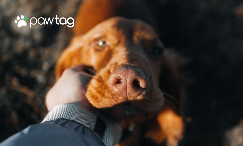 Why a Pet Tag QR Code Is the Smartest Choice for Pet Owners in 2025
