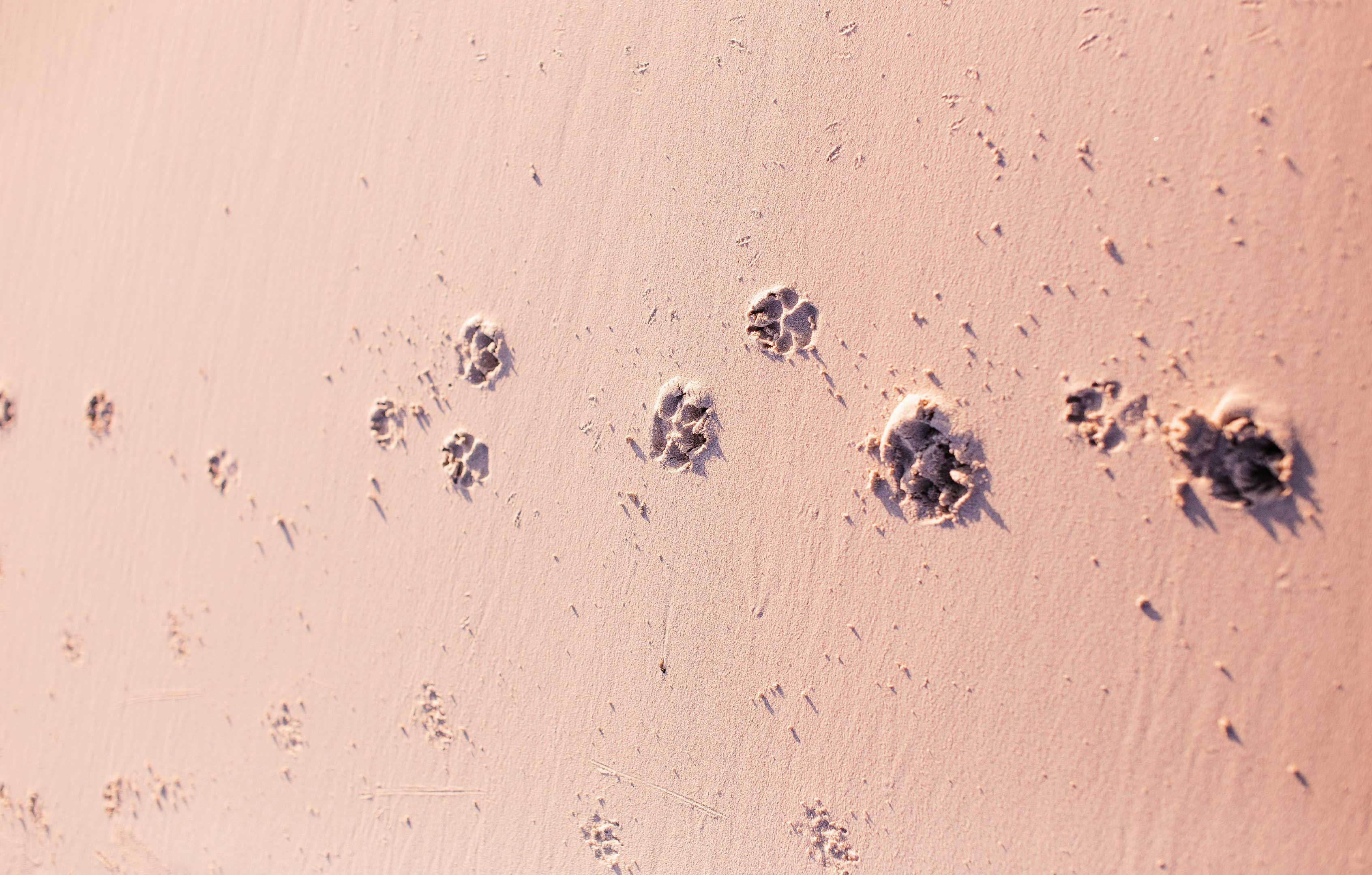 GPS-vs-QR-Pet-Tags-What-s-the-Best-Way-to-Track-Your-Pet Supernormal