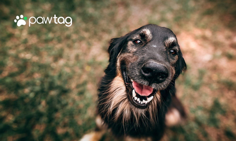 The Evolution of Pet Safety: From Collars to QR Codes