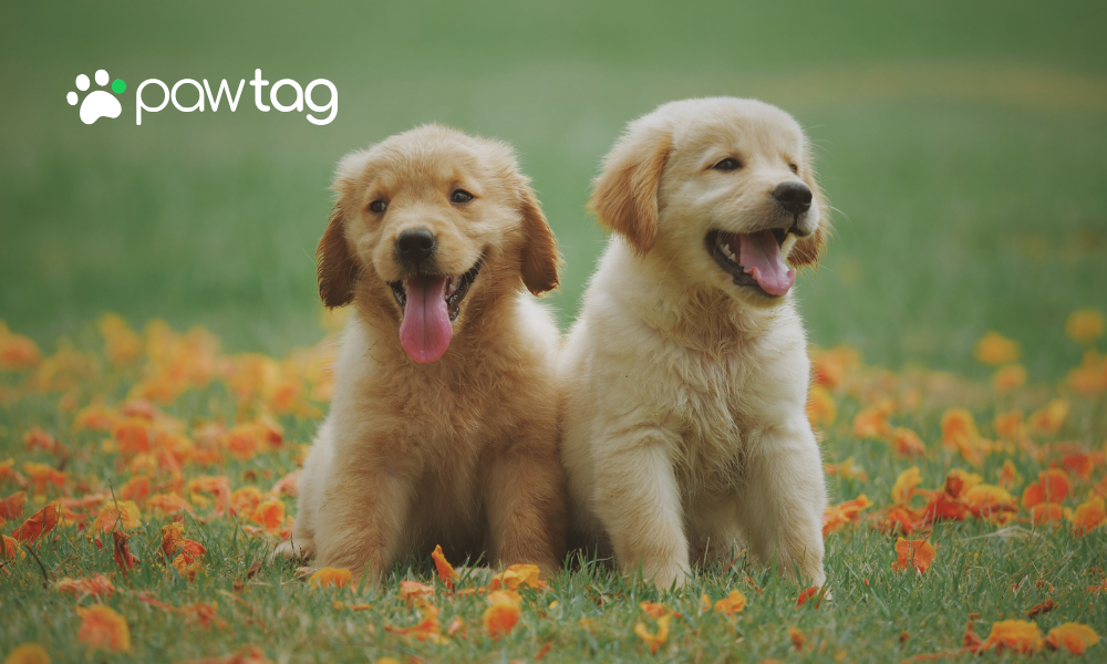 The Rise of Pet Tech: Smart Devices Every Pet Owner Should Know About