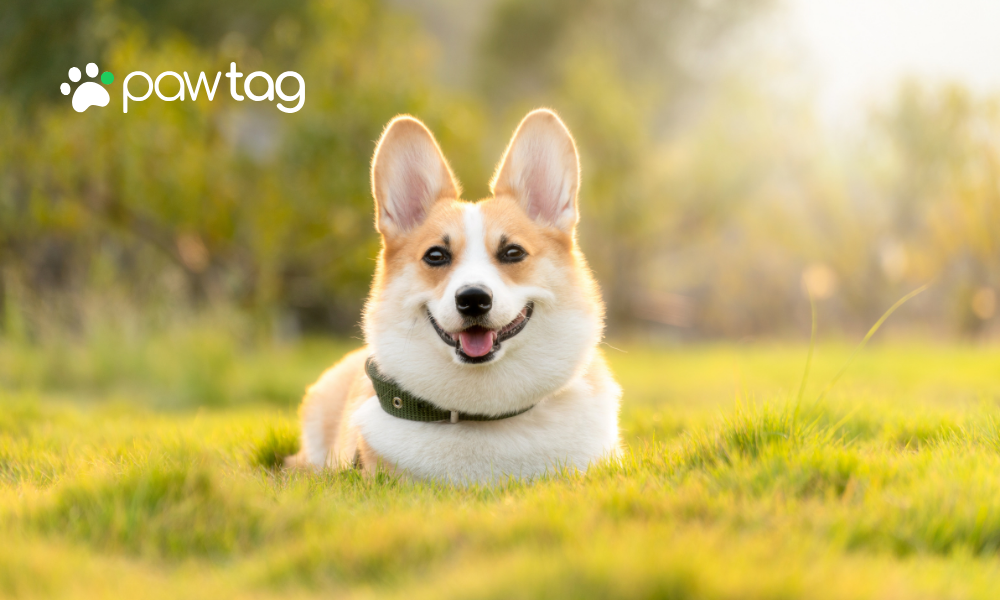 Traveling with Pets: Ensuring Safety and Comfort on the Go