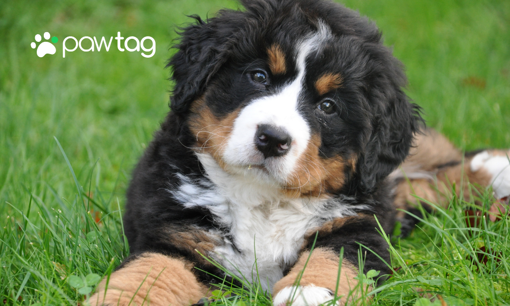 Unveiling the Numbers: The Startling Statistics of Missing Pets and How Technology Can Help