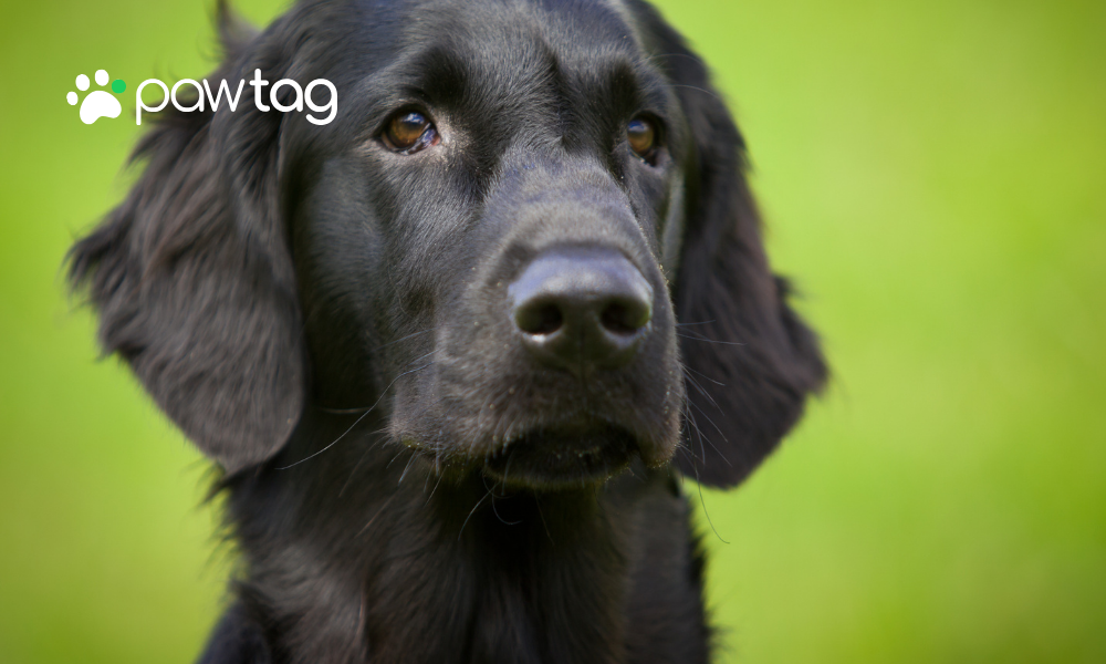 Finding Their Way Back Home: The Power of PawTag in Reuniting Lost Pets