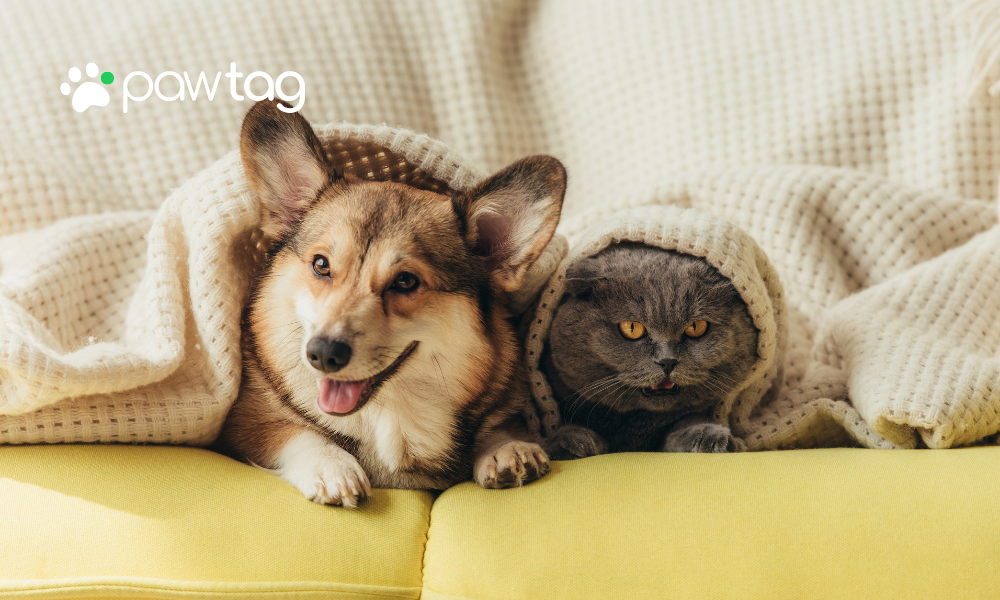 The Future of Pet Safety: Why QR Code Pet Tags Are a Must for Dogs and Cats