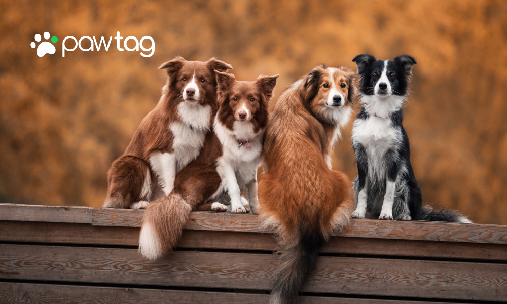 Outdated Microchips: Why PawTag’s Smart QR Pet Tags Are the Future of Pet Safety