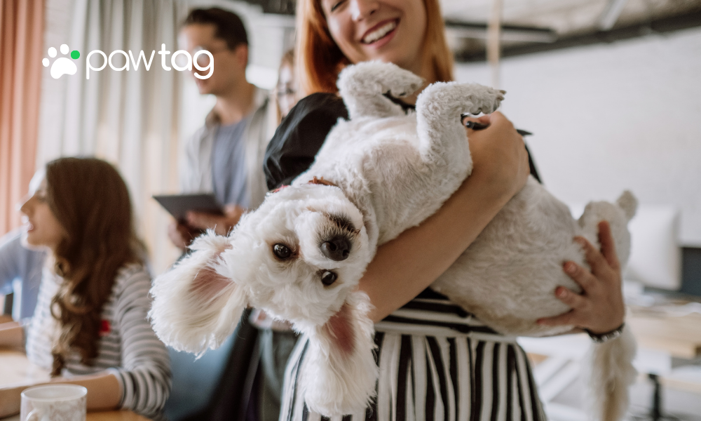 Why a Dog Tag QR Code Is the Smartest Way to Keep Your Dog Safe