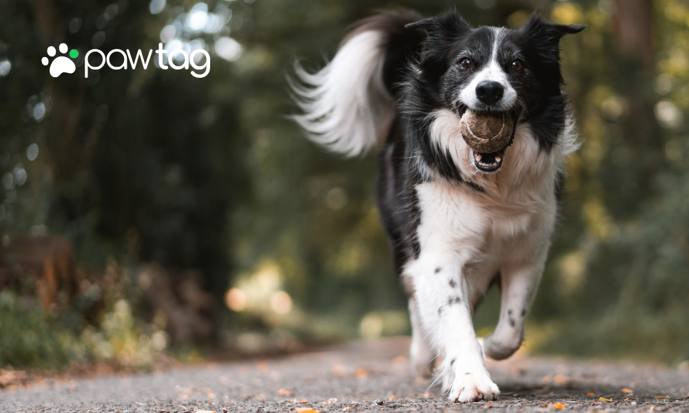 The Essential Guide to Microchipping Your Dog: Plus an Innovative PawTag QR ID Solution