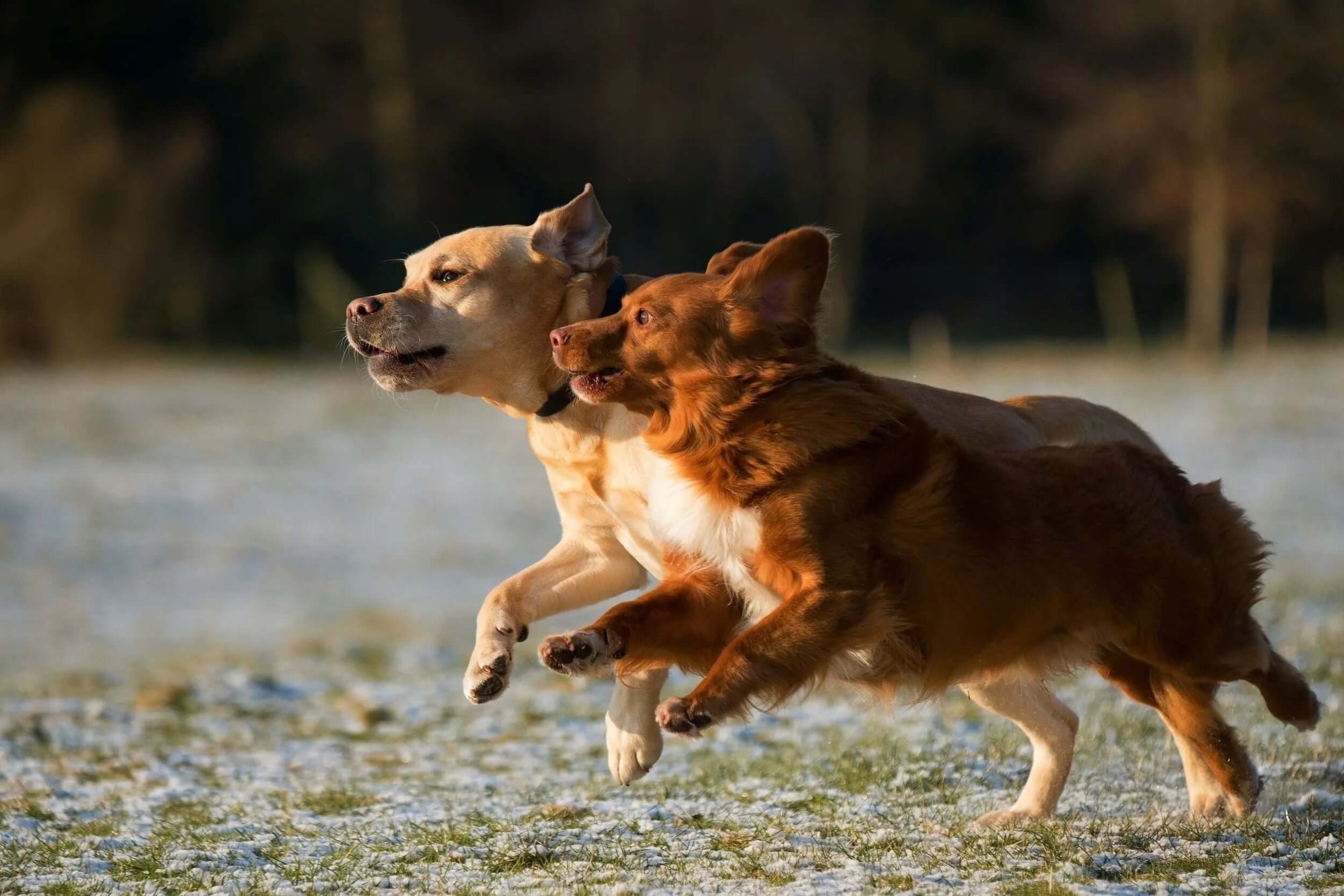 Best Digital Pet ID Tags in the UK and USA - Supernormal