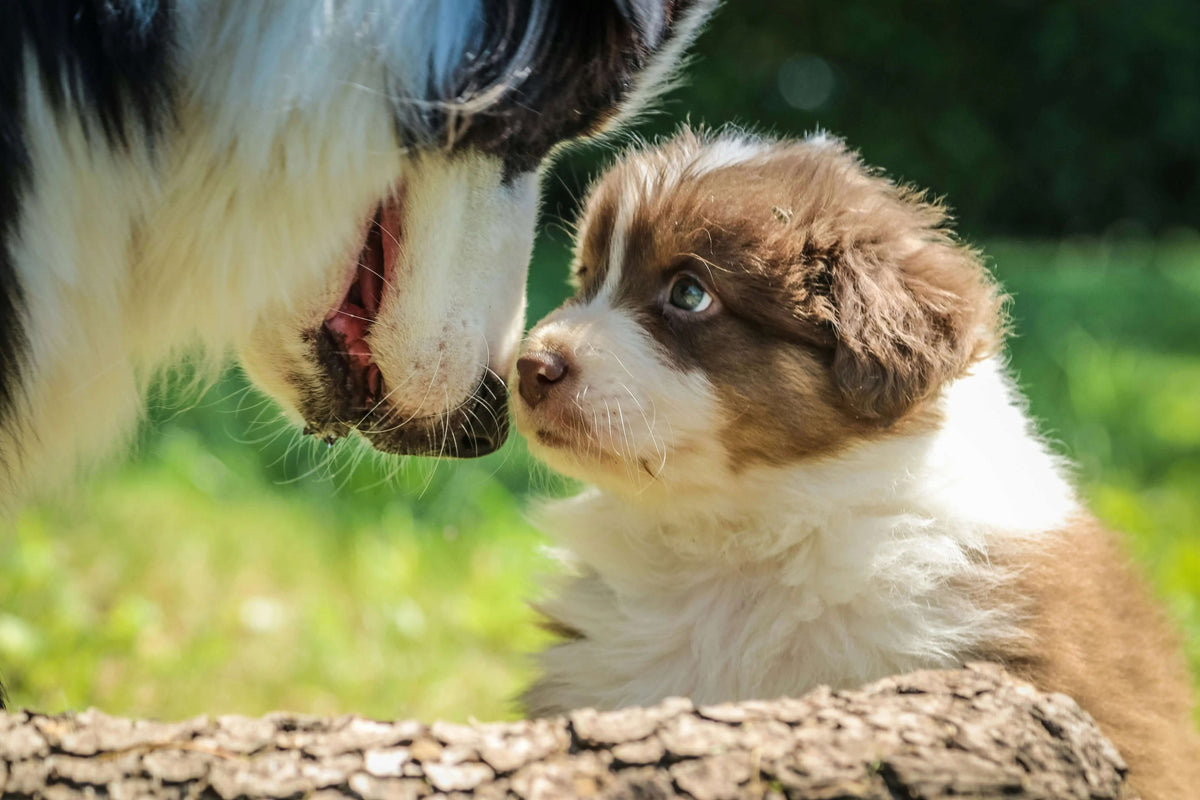 First 24 Hours With a New Puppy: Step by Step Guide - Supernormal