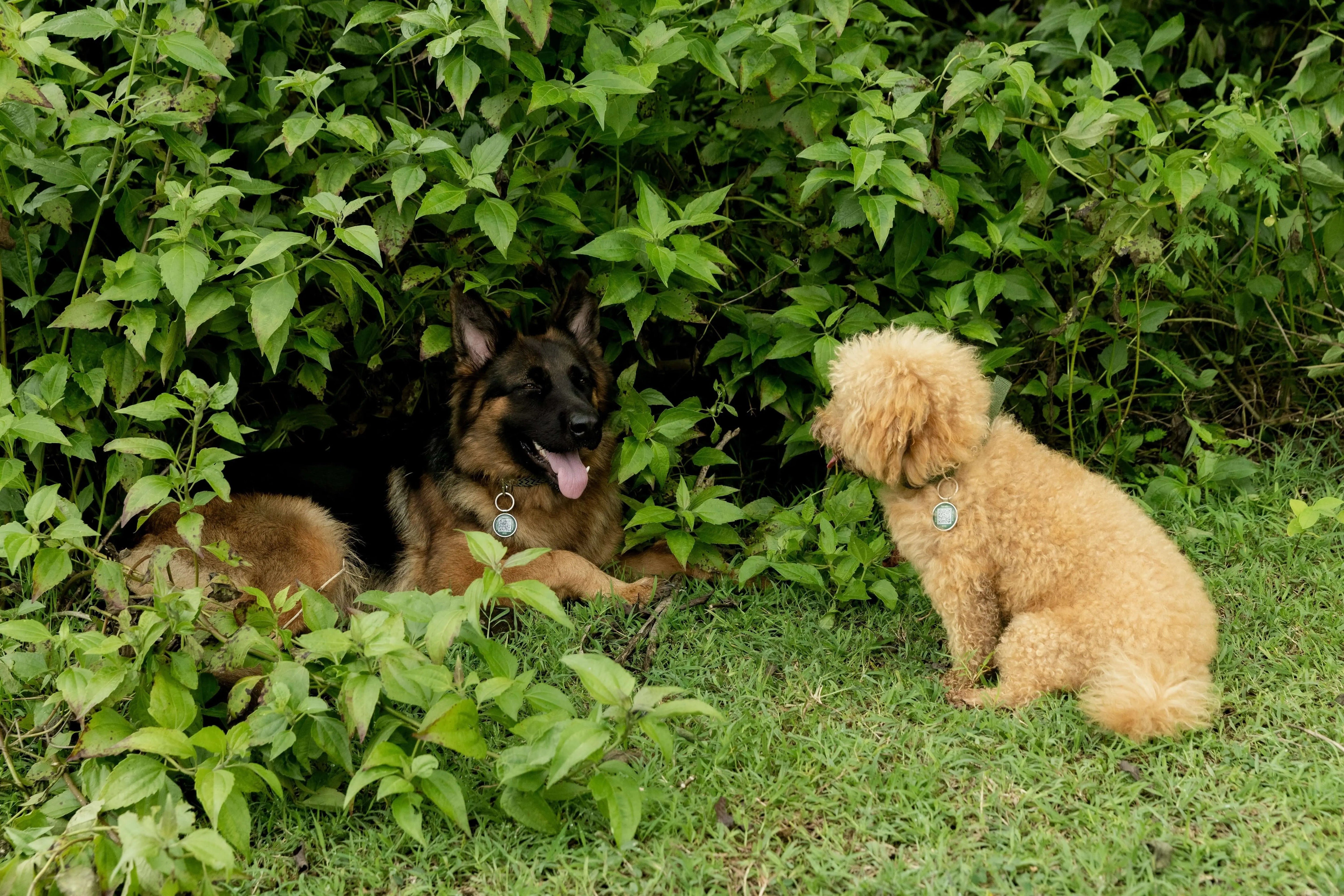 How Modern Pet ID Systems Are Changing Lost Pet Recovery - Supernormal