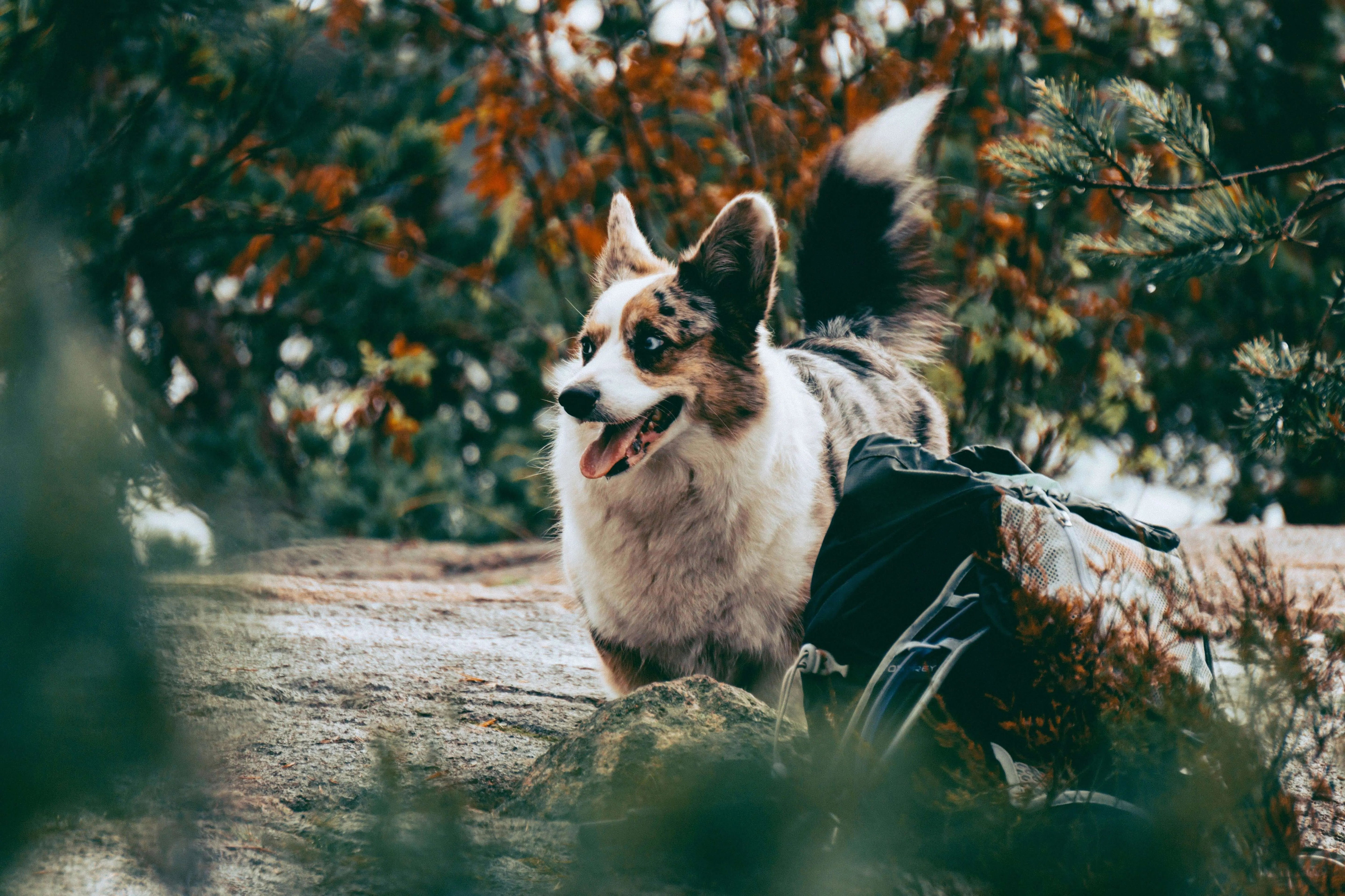 Microchip and ID Tag Checklist 2026: Make Sure Your Pet Can Get Home Fast - Supernormal