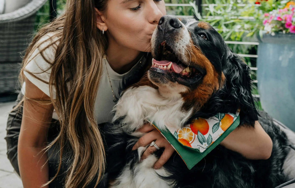 Microchip vs QR Tag: Which Is Better for Pet Identification? - Supernormal