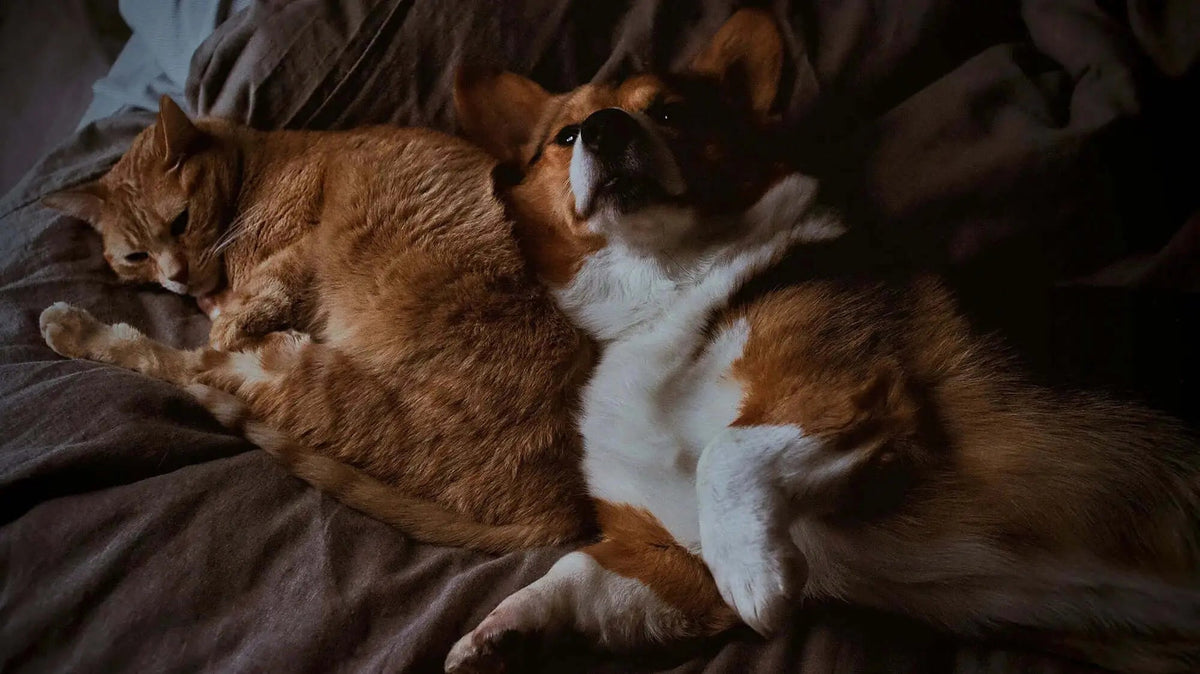 Proactive Pet Wellness: Top Premium Pet Care Trends in 2025 - Supernormal
