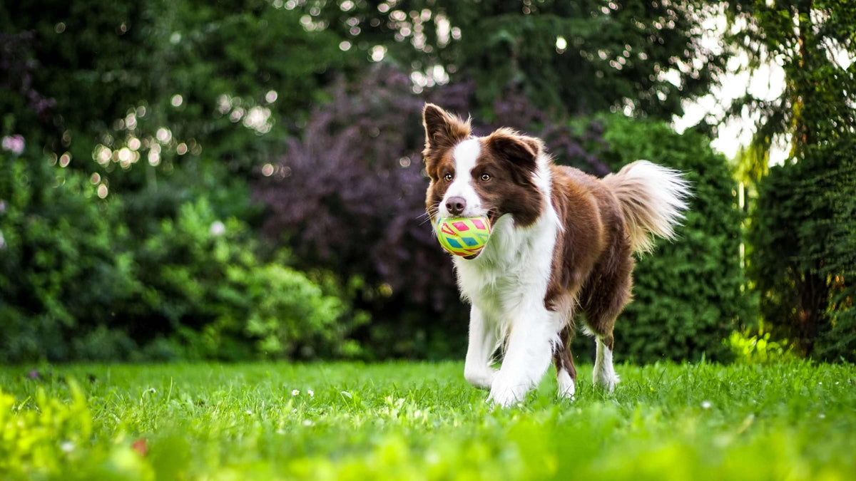 QR Code Pet Tags vs GPS Pet Trackers: Which Is Best? - Supernormal