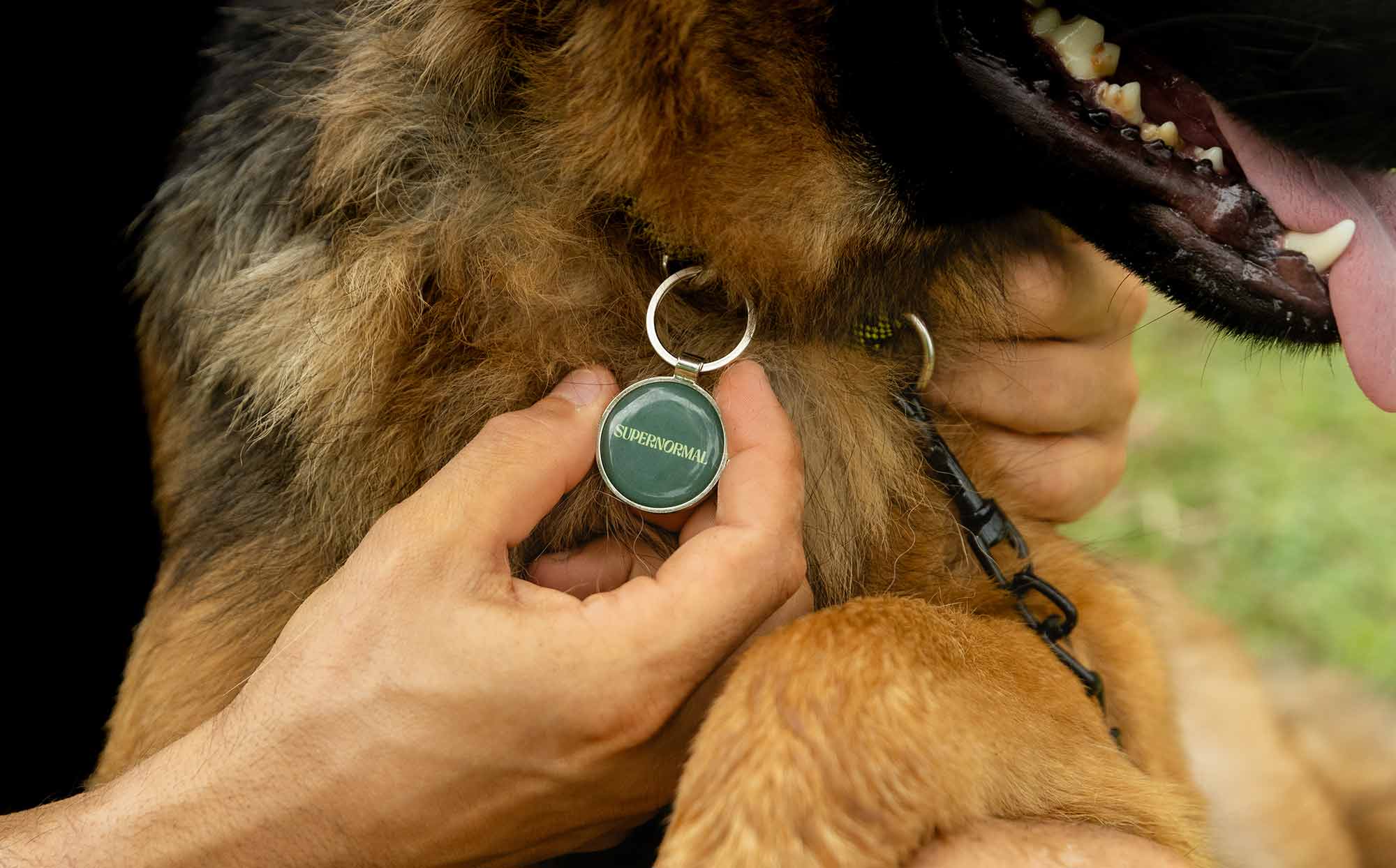 QR Code Pet Tags vs GPS Trackers: What Every Dog Owner Needs to Know - Supernormal