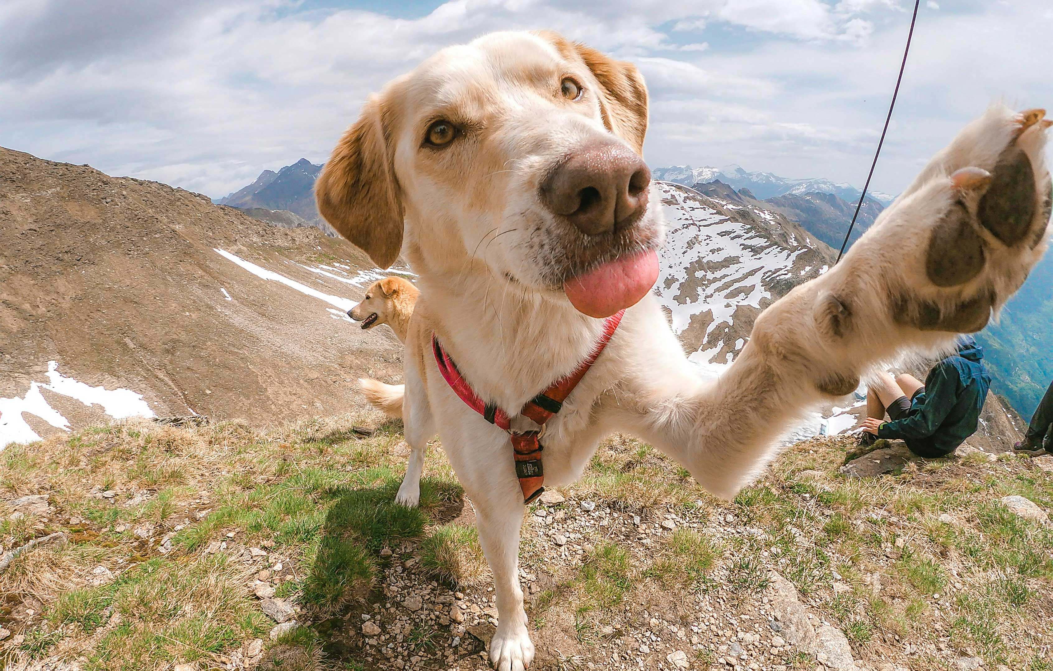 What to Do If Someone Finds My Pet - Supernormal