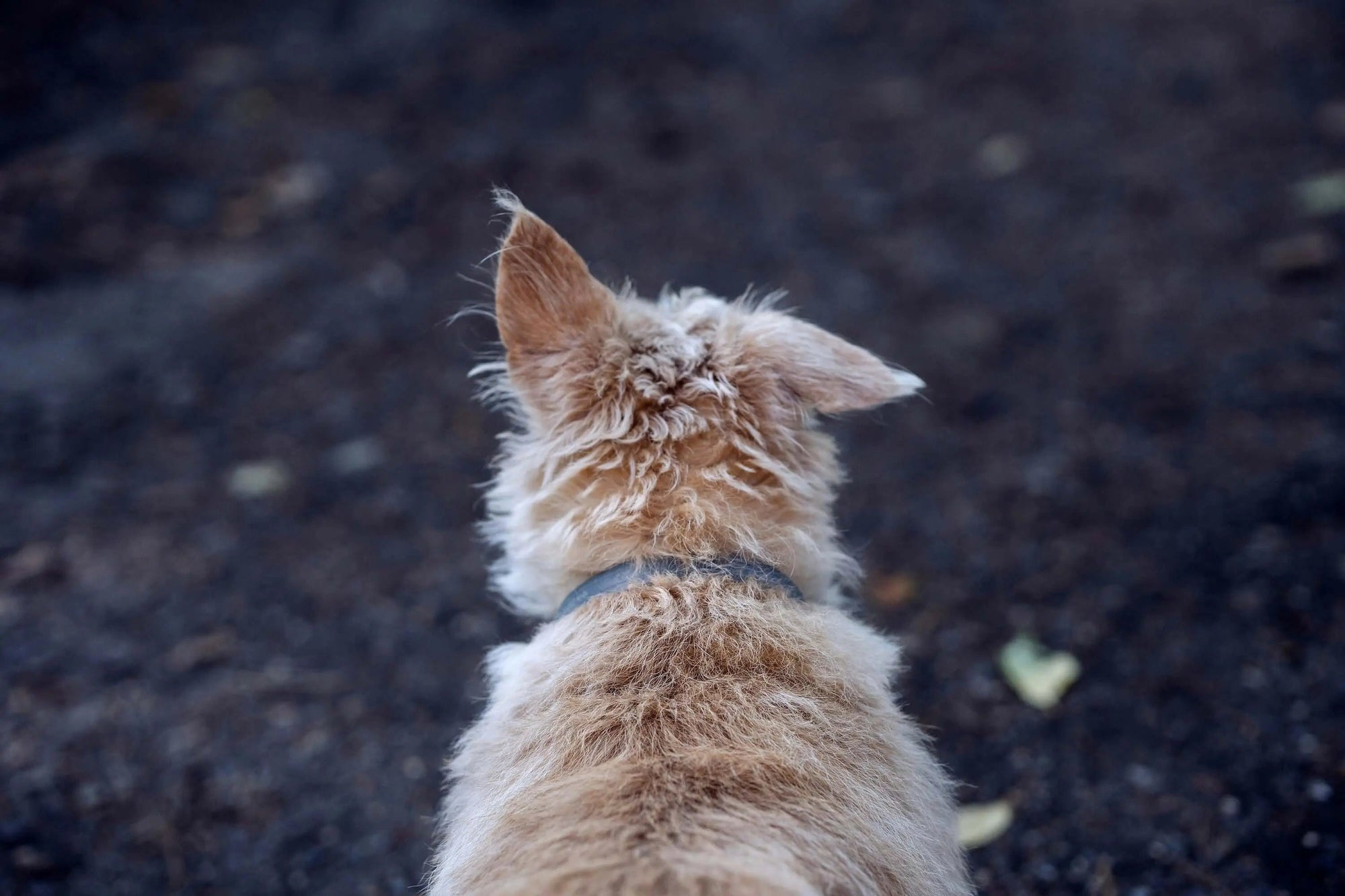 What We Learned From Thousands of Lost Pet Stories - Supernormal