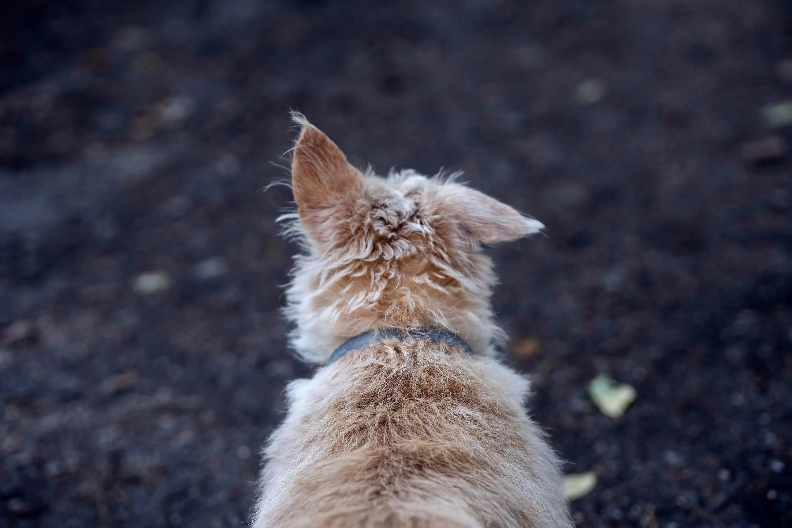 What We Learned From Thousands of Lost Pet Stories - Supernormal