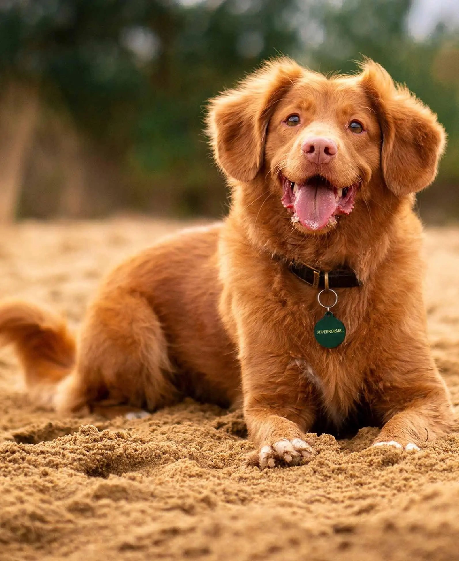 Supernormal QR Tracking Tag Supernormal